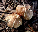 Gymnopus luxurians image