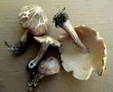 Gymnopus luxurians image