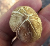 Gymnopus luxurians image