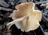 Gymnopus luxurians image