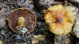 Cortinarius corrugatus image
