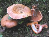 Lactarius deterrimus image