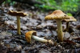 Cortinarius corrugatus image