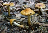 Cortinarius corrugatus image