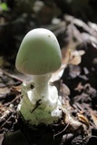 Amanita elliptosperma image
