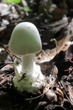 Amanita elliptosperma image