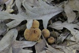 Cortinarius distans image