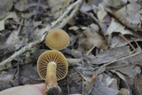 Cortinarius distans image