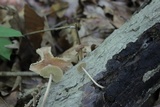 Gymnopus subnudus image