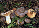 Lactarius semisanguifluus image