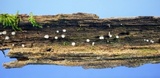 Helicogloea compressa image