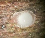 Helicogloea compressa image
