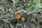 Hygrocybe cuspidata image