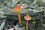 Hygrocybe cuspidata image