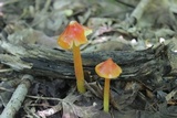 Hygrocybe cuspidata image