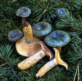 Lactarius semisanguifluus image
