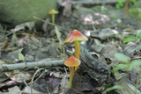 Hygrocybe cuspidata image