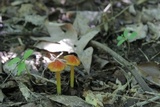 Hygrocybe cuspidata image