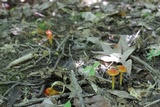 Hygrocybe cuspidata image