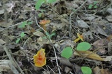 Hygrocybe cuspidata image