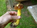 Boletus auripes image