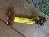Boletus auripes image