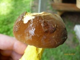 Boletus auripes image