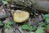 Lactarius croceus image