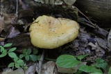 Lactarius croceus image