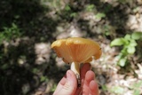 Lactarius croceus image