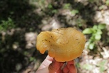 Lactarius croceus image