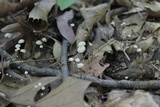 Tetrapyrgos nigripes image