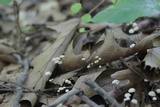 Tetrapyrgos nigripes image