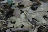 Marasmius capillaris image