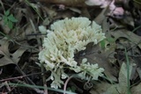 Sebacina schweinitzii image