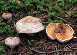 Lactarius quieticolor image