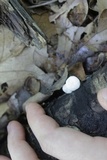 Tetrapyrgos nigripes image