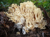 Ramaria neoformosa image
