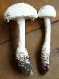 Amanita rhopalopus image