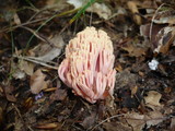 Ramaria neoformosa image