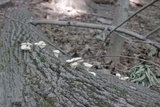 Pleurotus pulmonarius image