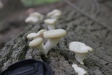 Pleurotus pulmonarius image
