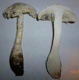 Amanita rhopalopus image