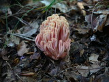 Ramaria neoformosa image