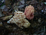 Ramaria neoformosa image