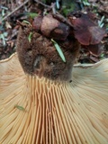 Tapinella atrotomentosa image