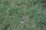 Psilocybe inquilina image