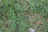 Psilocybe inquilina image
