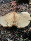 Tapinella atrotomentosa image
