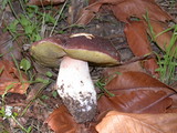 Boletus regineus image